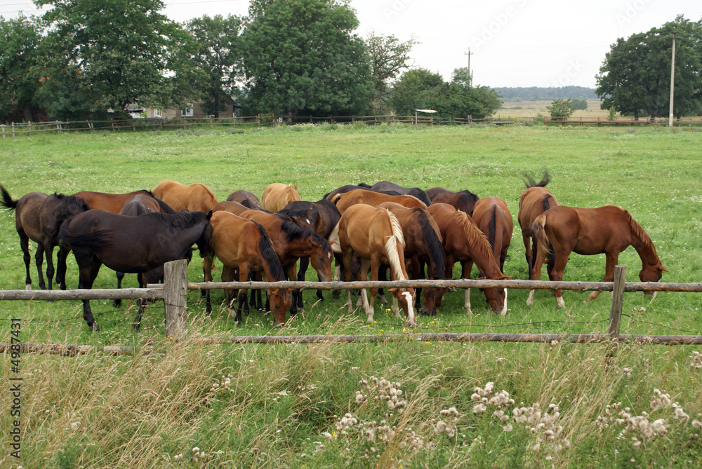 Horses on the field