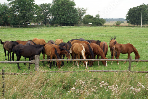 Horses on the field