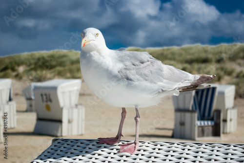 Möve