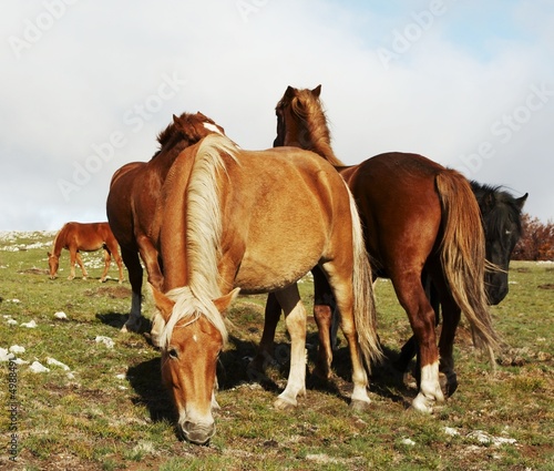 Horses1 © Galyna Andrushko