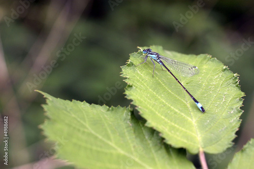 libellule demoiselle photo