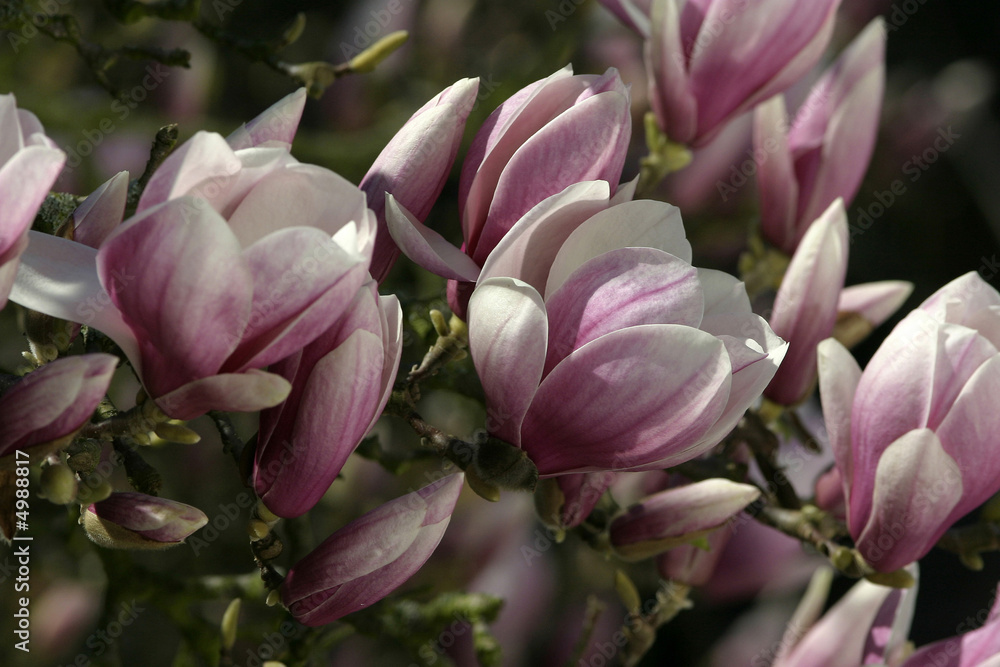 Obraz premium fleur de magnolia