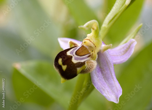 Orchidée