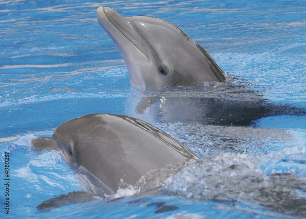 Fototapeta premium COUPLE OF DOLPHINS SHARING TIME