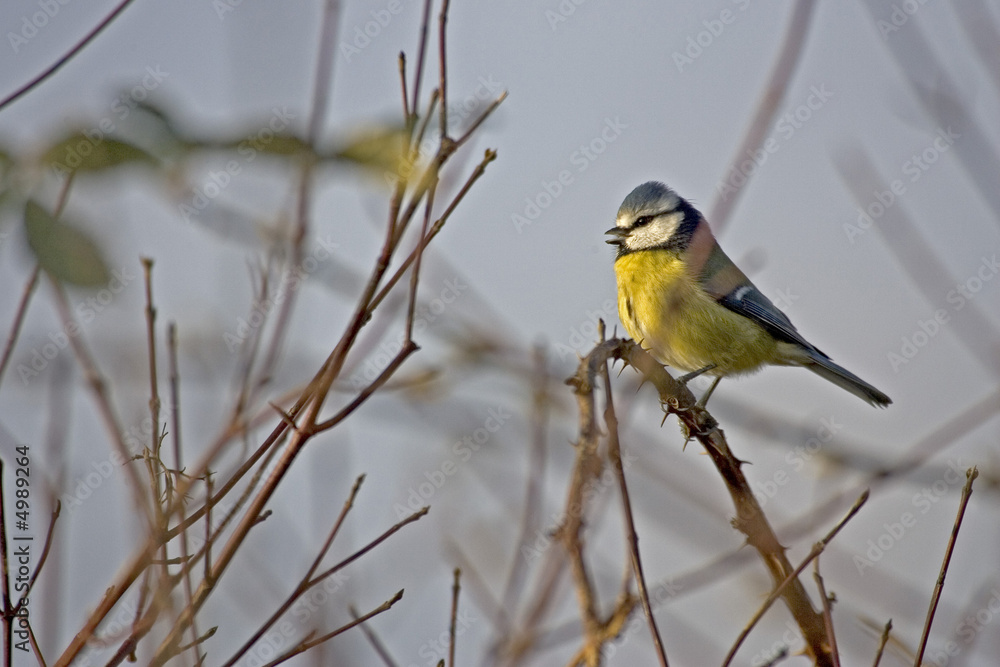 Naklejka premium mésange bleue