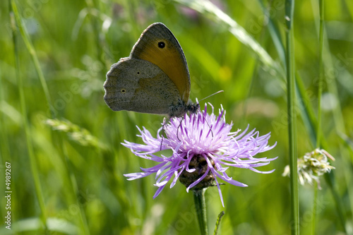 papillon mercure photo