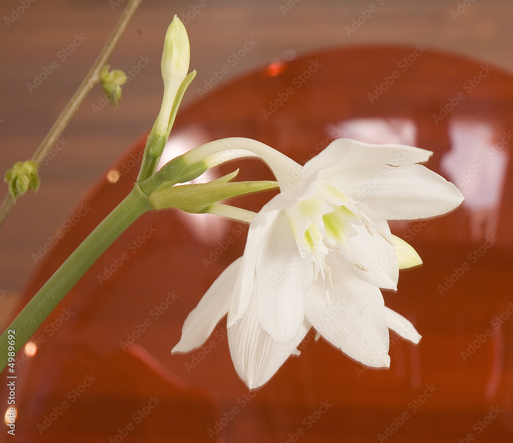 Fototapeta premium fleur01