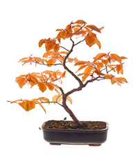 Acrylglasbilder Bonsai Buchen-Bonsai in Herbstfarben  © Marek Cech
