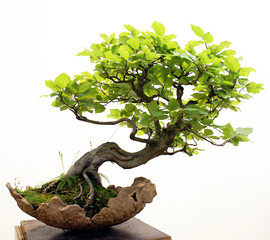 Acrylglasbilder Bonsai Klassischer Bonsai im Keramiktopf  © mao-in-photo