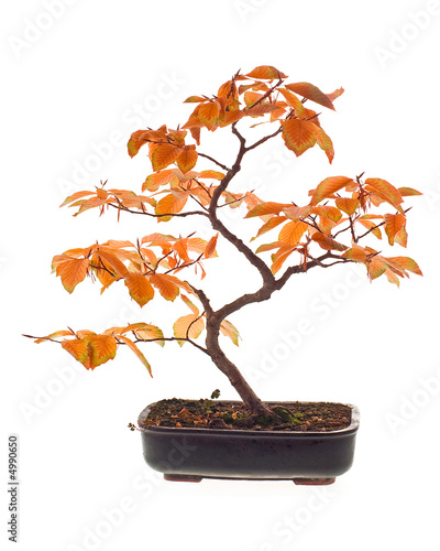 Beech bonsai in autumn colors