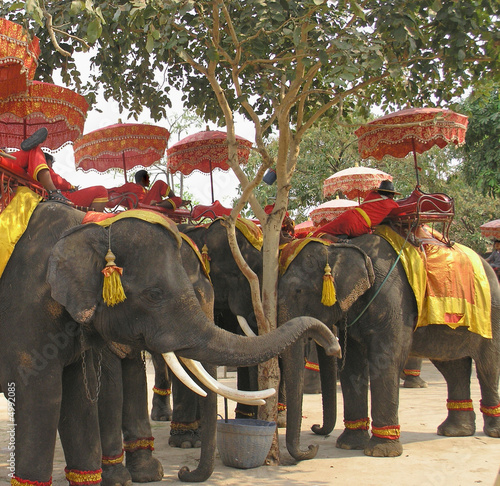 Canvas Print elephants