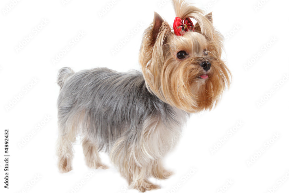 yorkshire terrier