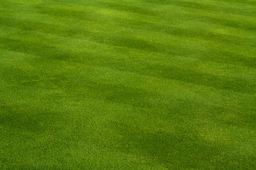 Lush Green Grass on the Golf Course.