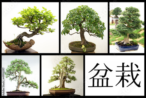 Bonsai