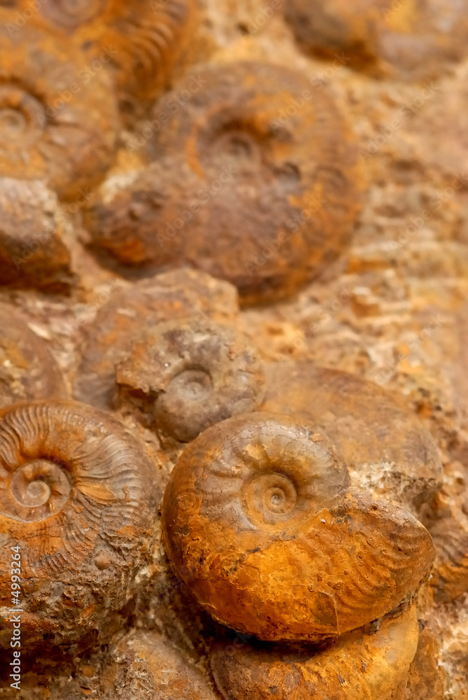 ammonites