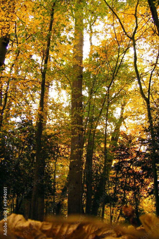 ballade en fôret