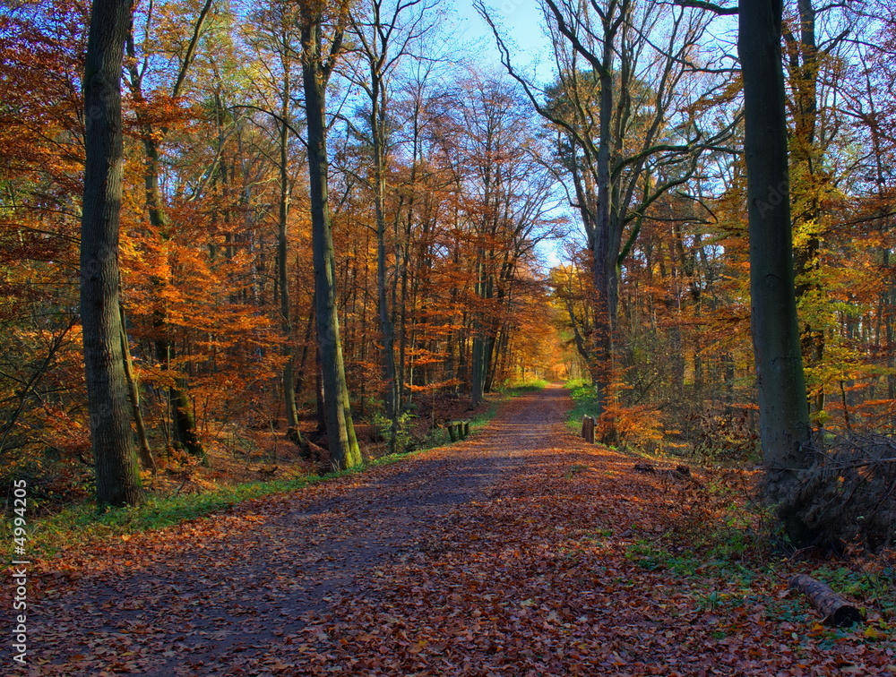 goldener Waldweg im Herbst