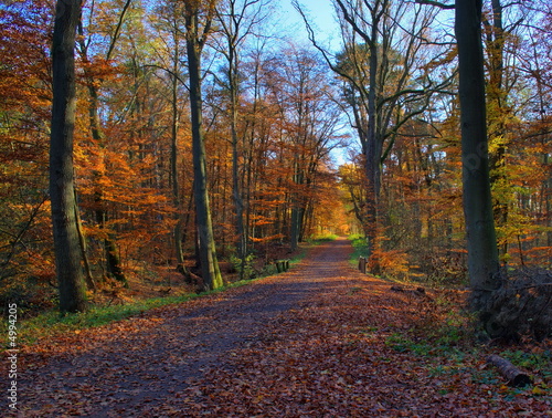 goldener Waldweg im Herbst © Peer Frings