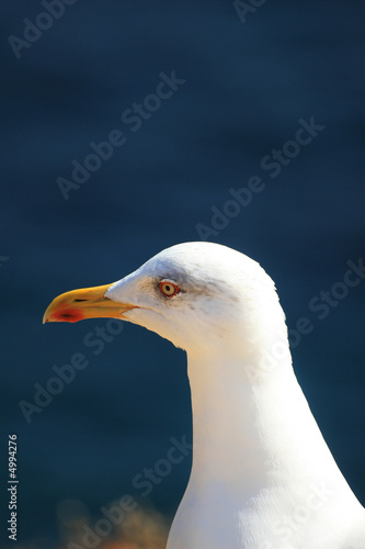 mouette