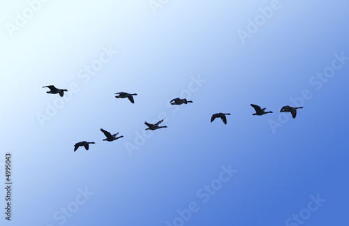 Canada geese in flight © Beholder