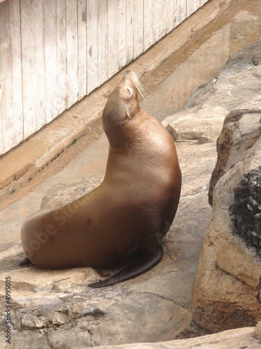 TRAINING A SEAL