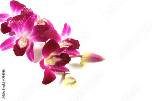 Pink orchids.