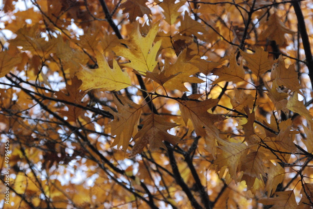 Fall yello leaves