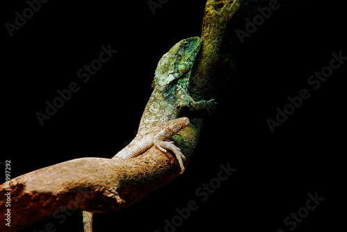 lagarto