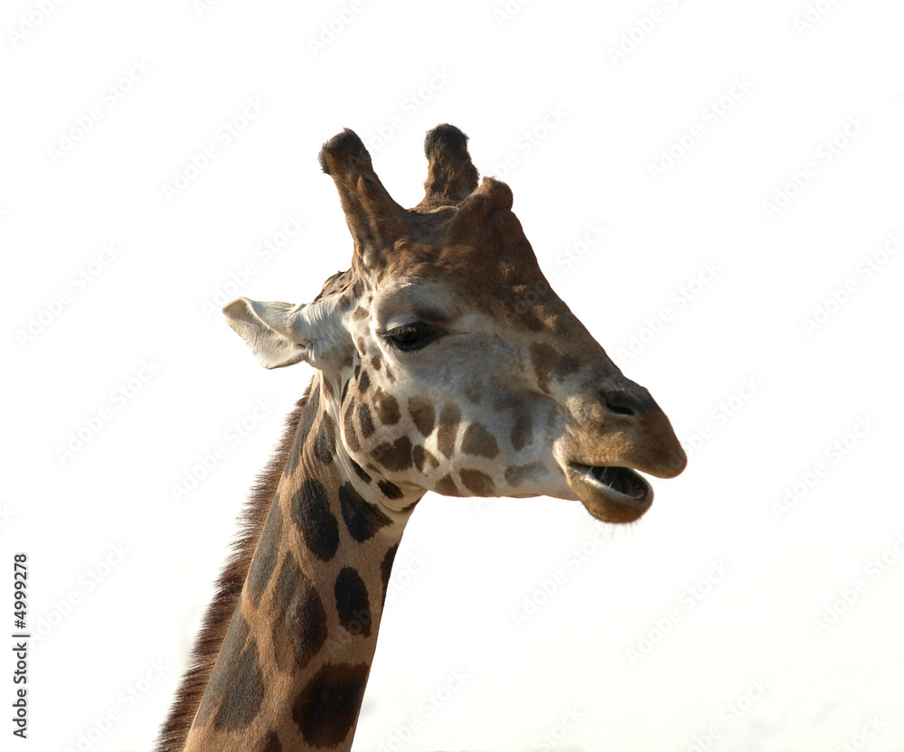 Naklejka premium giraffe
