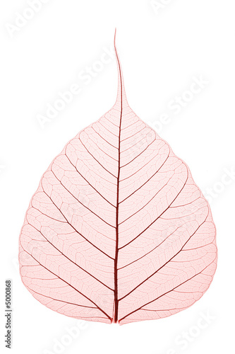 Skeleton Leaf