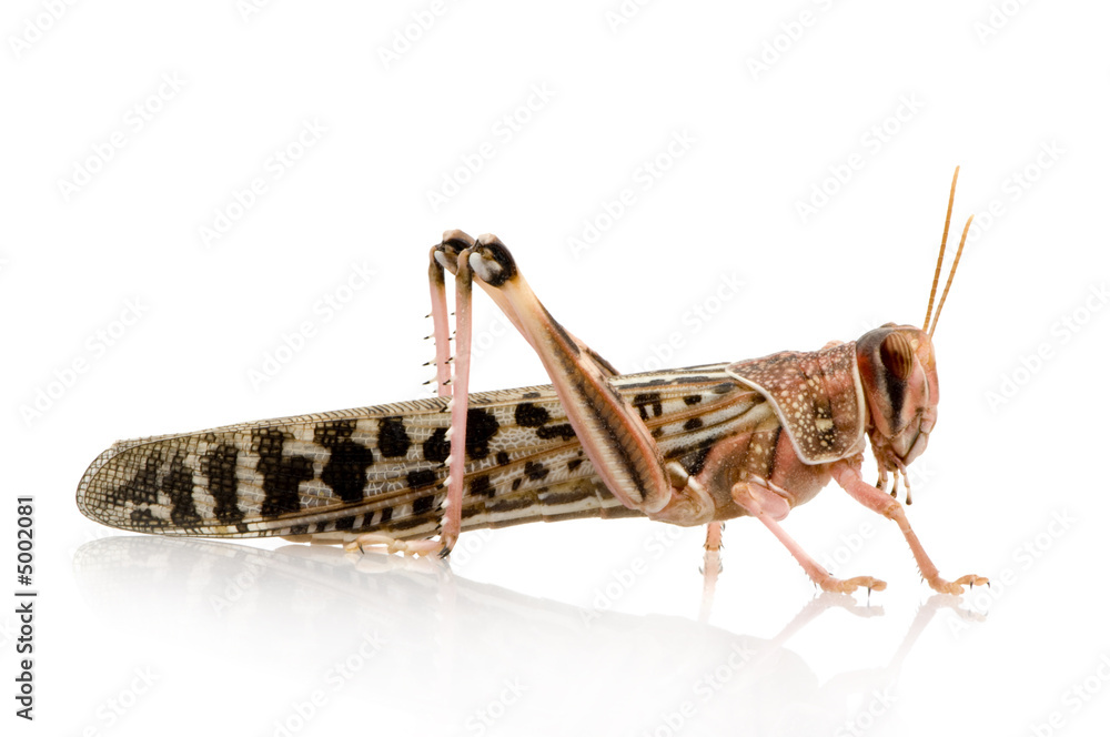 Αυτοκόλλητο Desert locust - Schistocerca gregaria