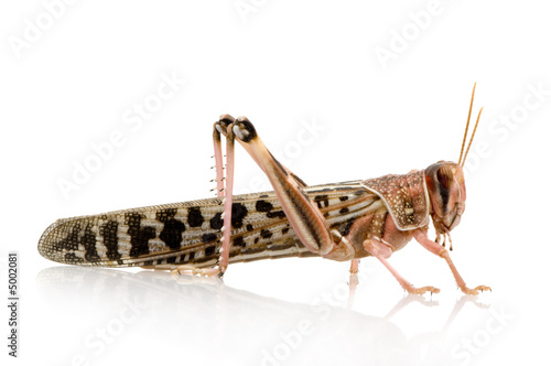 Desert locust - Schistocerca gregaria photo