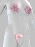 weibliche anatomie mit brust und uterus