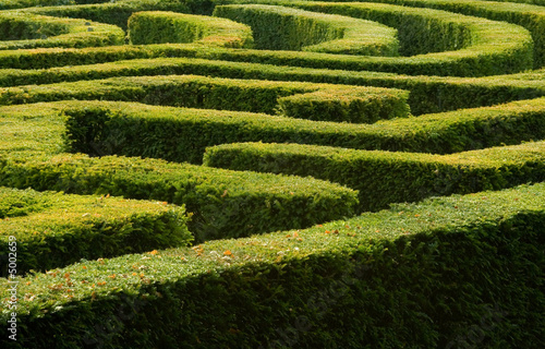 Complex hedge maze