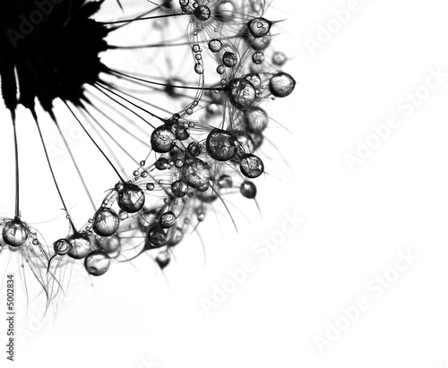 Obraz na plátně black and white blow-ball