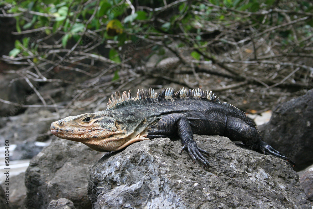 Obraz premium iguana