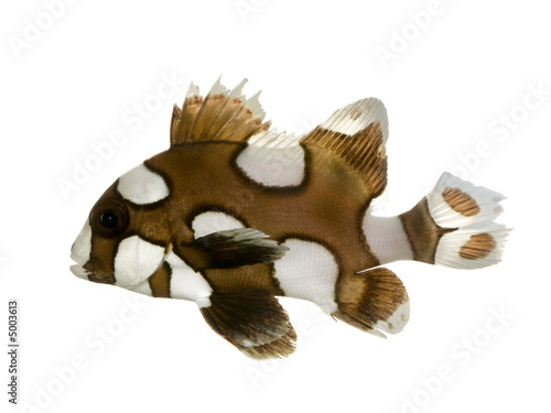 Harlequin or clown sweetlips - Plectorhynchus chaetodonoides photo