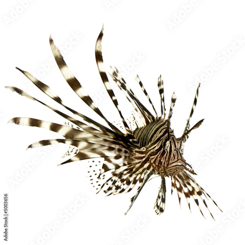 Red lionfish - Pterois volitans