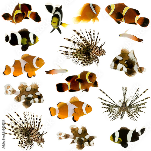 Fotomurale Collection of 17 tropical fish