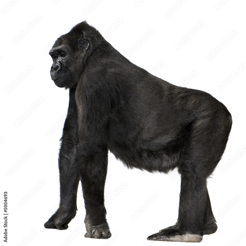 Young Silverback Gorilla Young Silverback Gorilla