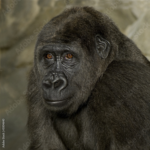Young Silverback Gorilla