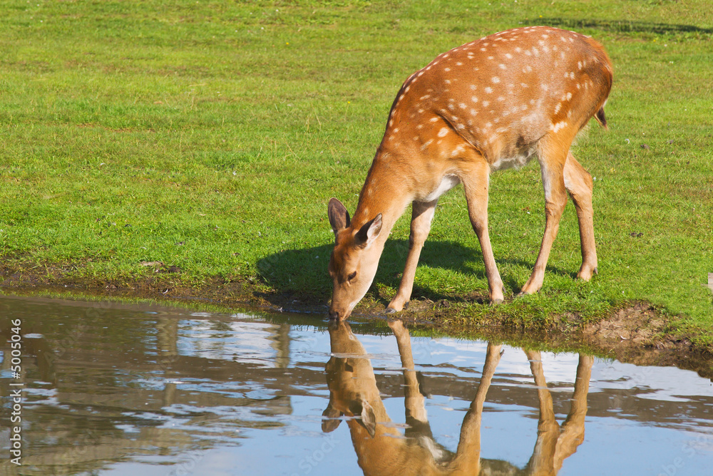 Female Deer Drinking Water From A Pond Stock Photo Adobe Stock female-deer-drinking-water-from-a-pond-stock-photo-adobe-stock