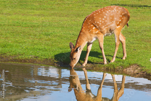 female deer drinking water from a pond