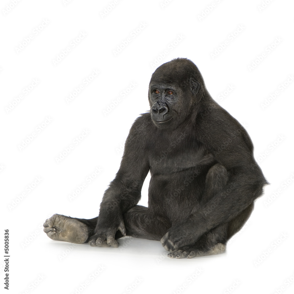 Fototapeta premium Young Silverback Gorilla