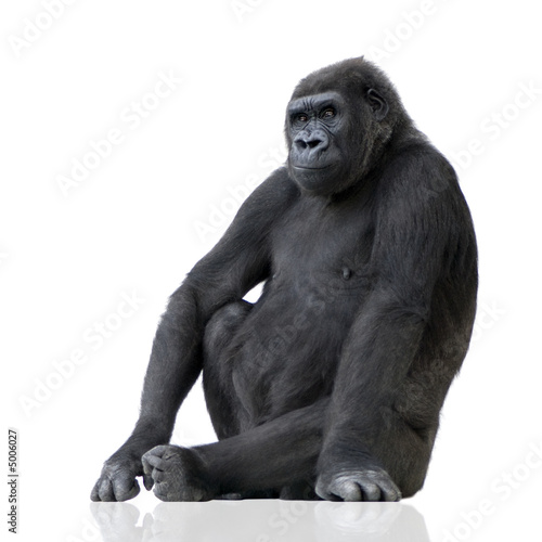 Photographie Young Silverback Gorilla