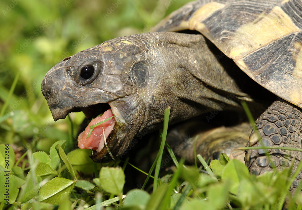 Obraz premium Griechische Landschildkröte