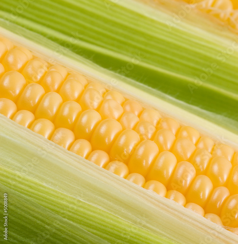 Close up of the corn cob