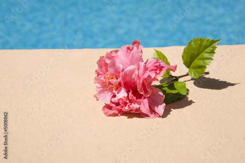 pink flower next to the swimmingpool