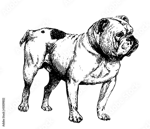 bulldog