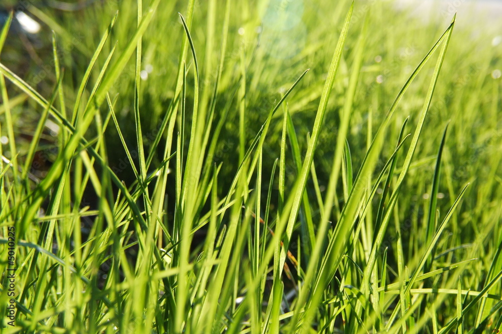 Gras im Gegenlicht Gras im Gegenlicht